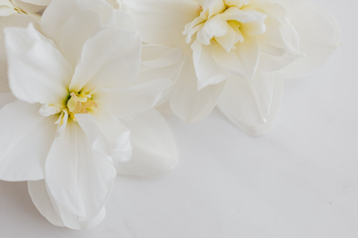 white_oleander - Amelia K. Luxe